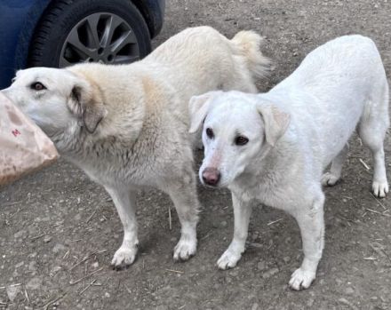 Freigeist Cally sucht ein geduldige Menschen