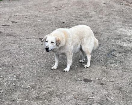 Freigeist Cally sucht ein geduldige Menschen