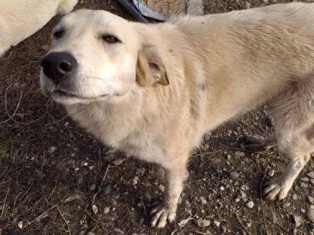 Freigeist Cally sucht ein geduldige Menschen