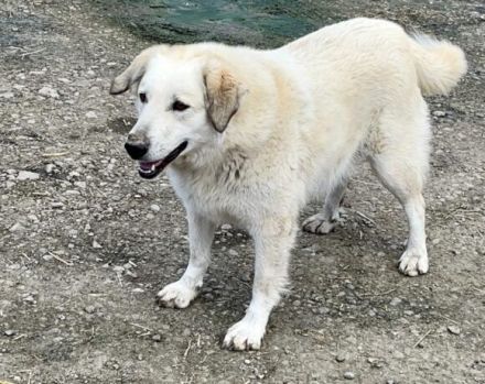 Freigeist Cally sucht ein geduldige Menschen