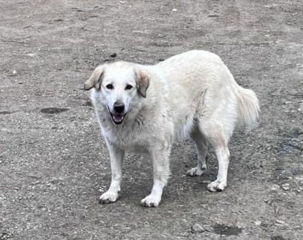 Freigeist Cally sucht ein geduldige Menschen