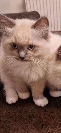 Ragdoll Kater