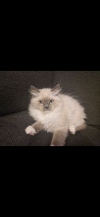 Ragdoll Kater