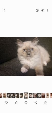Ragdoll Kater