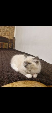 Ragdoll Kater