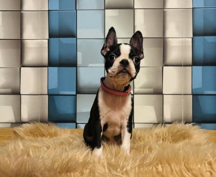 Boston terrier  - 12 wochen alt
