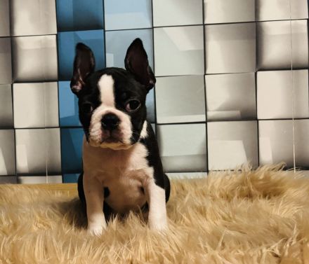 Boston terrier  - 12 wochen alt