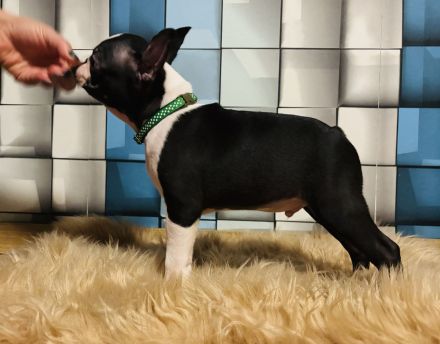 Boston terrier  - 12 wochen alt