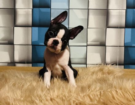 Boston terrier  - 12 wochen alt