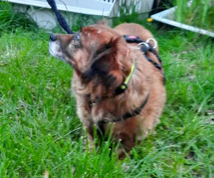 Ricki sucht ein Zuhause!