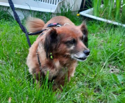 Ricki sucht ein Zuhause!