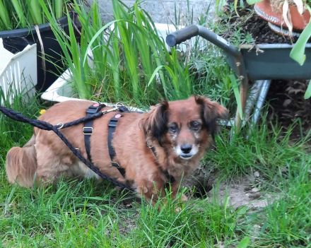 Ricki sucht ein Zuhause!