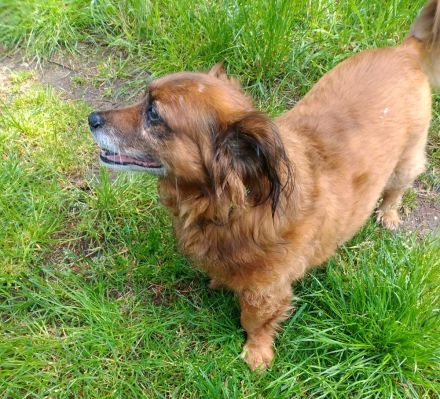 Ricki sucht ein Zuhause!