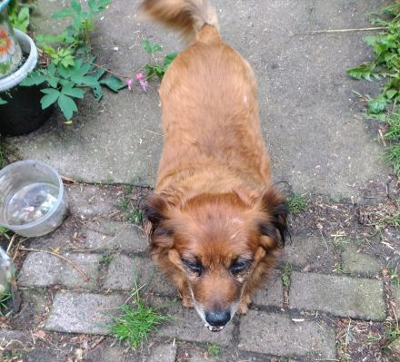 Ricki sucht ein Zuhause!