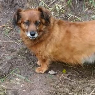 Ricki sucht ein Zuhause!