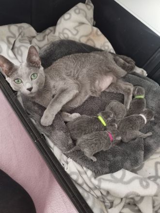 Russischblau mit Stammbaum