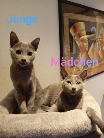 Russischblau mit Stammbaum