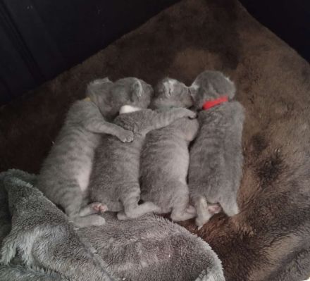 Russischblau mit Stammbaum