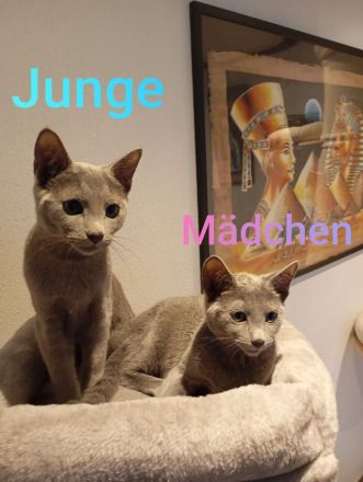 Russischblau mit Stammbaum