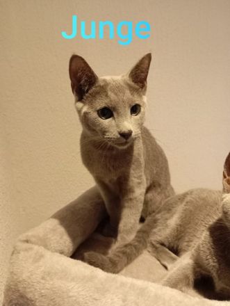 Russischblau mit Stammbaum