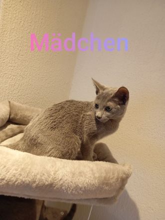 Russischblau mit Stammbaum