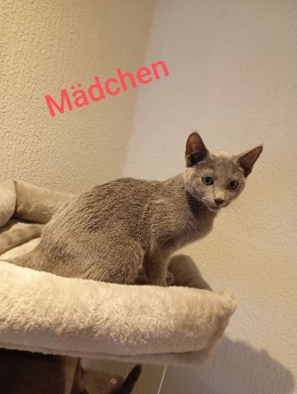 Russischblau mit Stammbaum