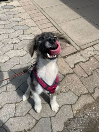 NOTFALL - Lasse, Mischling, geb. 2/2024, aufgeschlossener Junghund, der noch Vieles lernen will