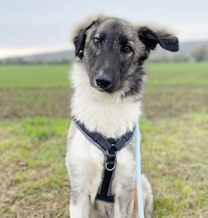 NOTFALL - Lasse, Mischling, geb. 2/2024, aufgeschlossener Junghund, der noch Vieles lernen will