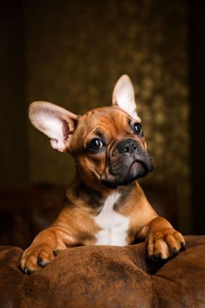 Seriöse Zucht - Französische Bulldogge - Wurfankündigung - Bullys vom Dechenwald