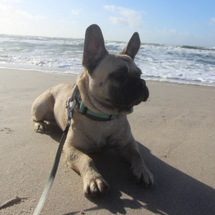 Seriöse Zucht - Französische Bulldogge - Wurfankündigung - Bullys vom Dechenwald