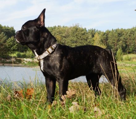 Seriöse Zucht - Französische Bulldogge - Wurfankündigung - Bullys vom Dechenwald