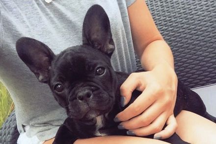 Seriöse Zucht - Französische Bulldogge - Wurfankündigung - Bullys vom Dechenwald