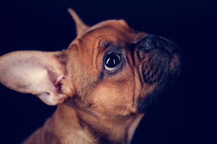 Seriöse Zucht - Französische Bulldogge - Wurfankündigung - Bullys vom Dechenwald