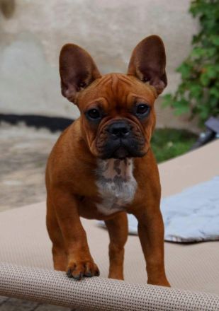 Seriöse Zucht - Französische Bulldogge - Wurfankündigung - Bullys vom Dechenwald