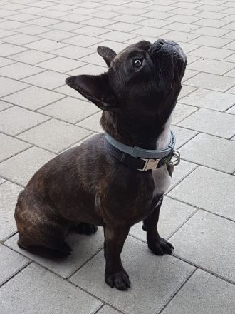 Seriöse Zucht - Französische Bulldogge - Wurfankündigung - Bullys vom Dechenwald