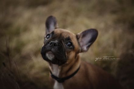 Seriöse Zucht - Französische Bulldogge - Wurfankündigung - Bullys vom Dechenwald