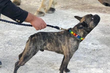 Seriöse Zucht - Französische Bulldogge - Wurfankündigung - Bullys vom Dechenwald