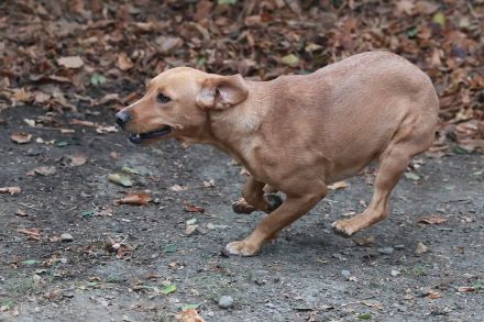 Leonie - sucht eine aktive Familie