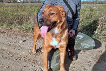 Toto sitzt der Schalk im Nacken