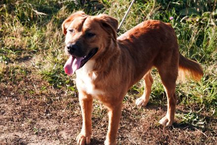 Toto sitzt der Schalk im Nacken