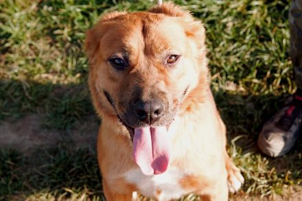 Toto sitzt der Schalk im Nacken