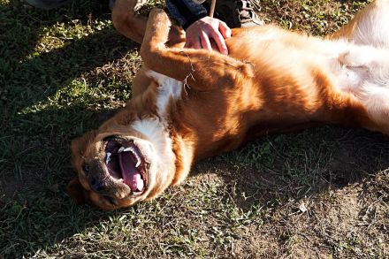 Toto sitzt der Schalk im Nacken