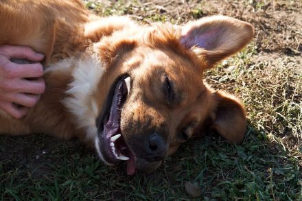 Toto sitzt der Schalk im Nacken