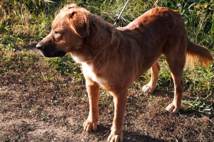 Toto sitzt der Schalk im Nacken