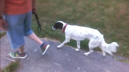 Hundetraining Rudelmensch