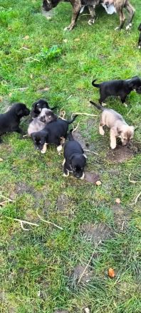 Süße Mischling Welpen Abzugeben