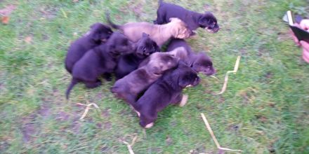 Süße Mischling Welpen Abzugeben