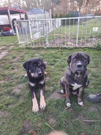 Süße Mischling Welpen Abzugeben