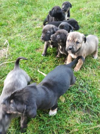 Süße Mischling Welpen Abzugeben