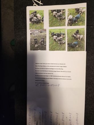 Süße Mischling Welpen Abzugeben